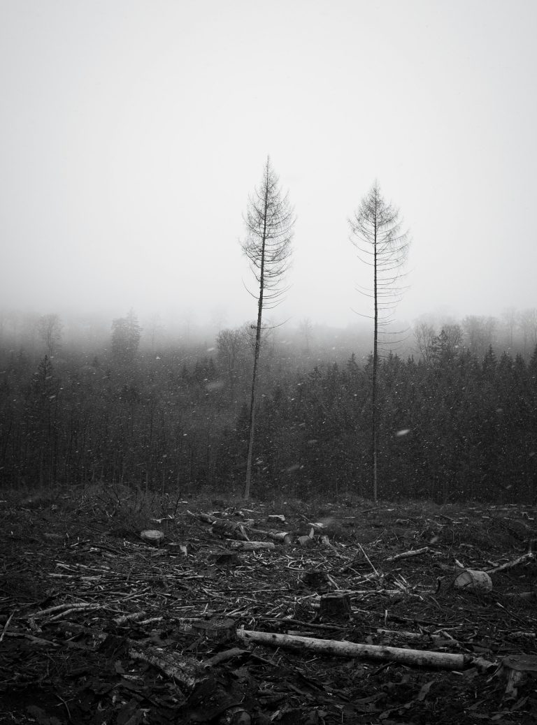 grayscale photo of trees covered with fog gender-based violence and climate